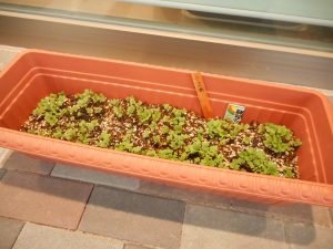 DSCN4058
