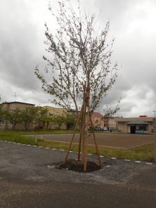 DSCN4065