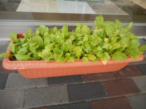 DSCN4279