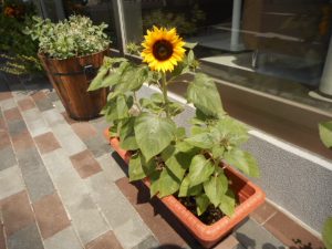 DSCN4355