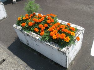 IMG_8305