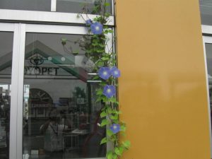 IMG_8331[1]