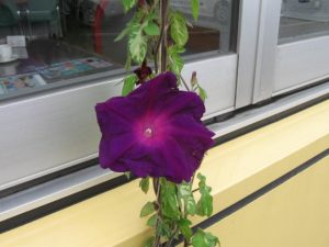IMG_8521[1]