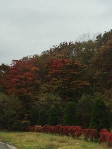 IMG_2517[1]