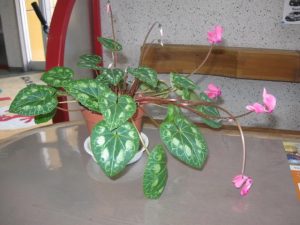 IMG_9911[1]