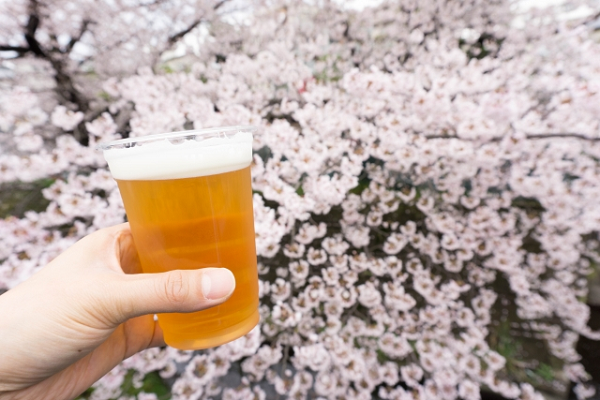 桜で乾杯