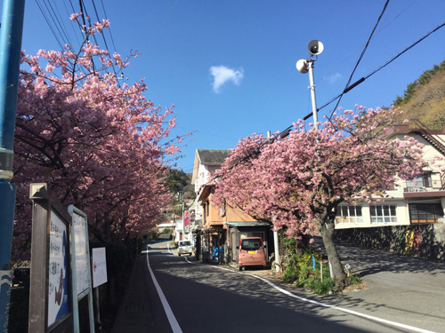 河津桜imai03022