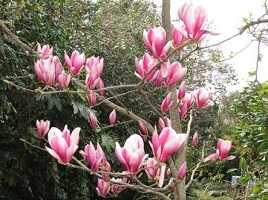 images-2