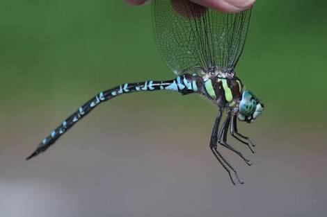 image1.jpegjio