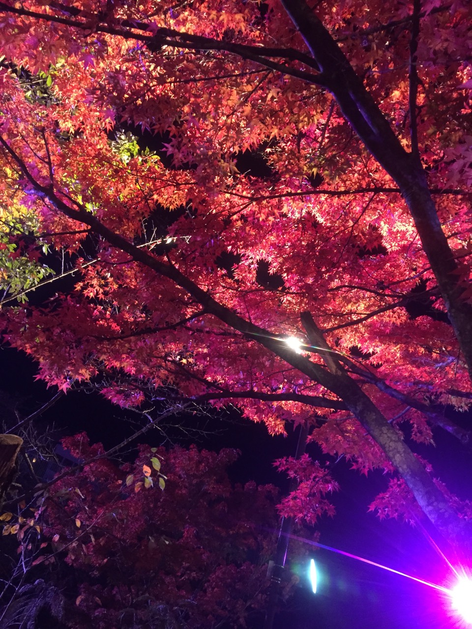 紅葉①