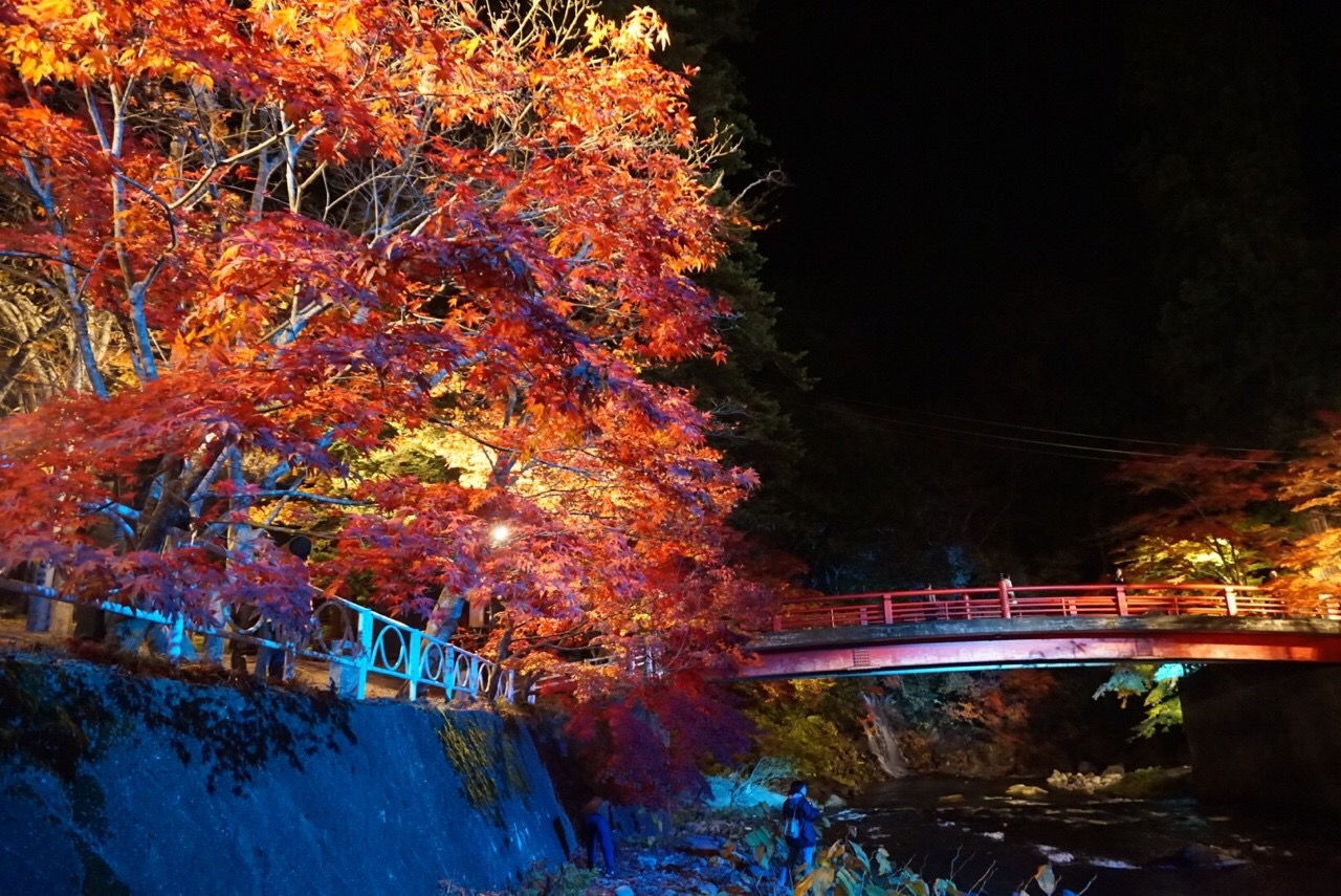 紅葉②