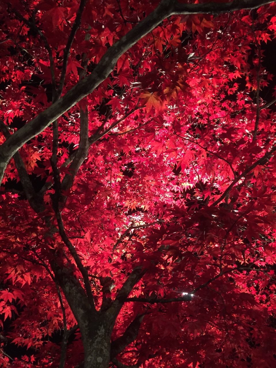 紅葉③