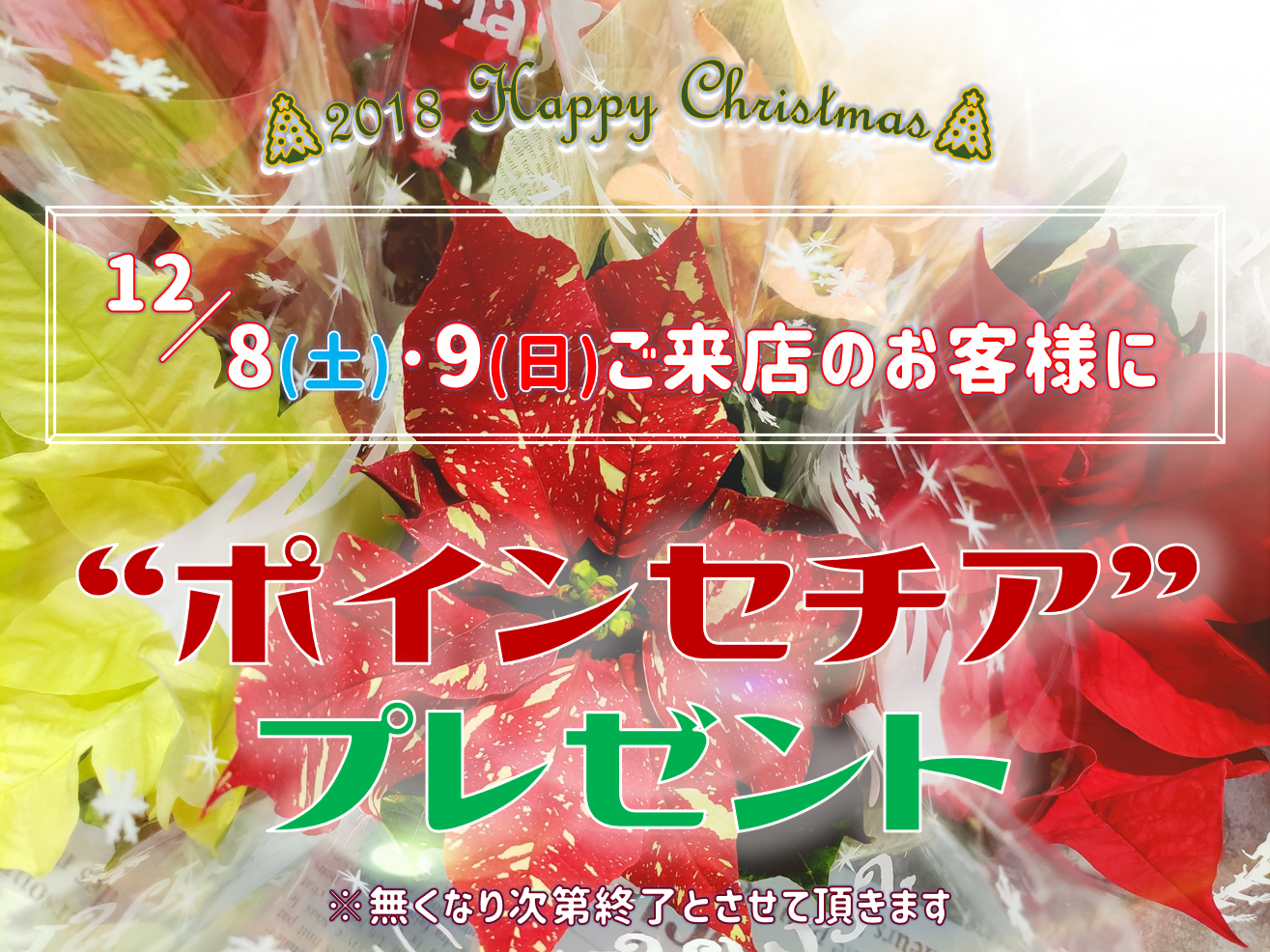 2018青森トヨペットクリスマスポインセチアプレゼント