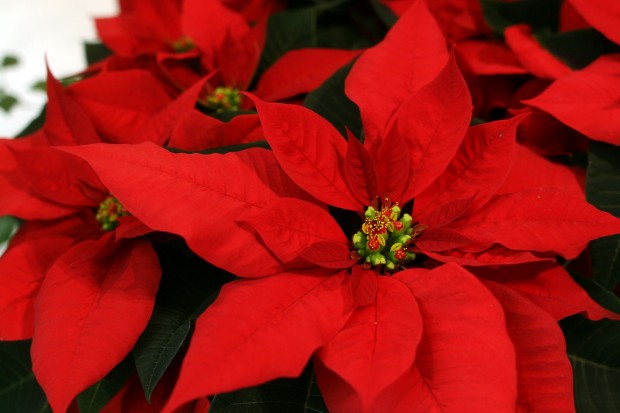 marunouchi-xmas-027-620x413