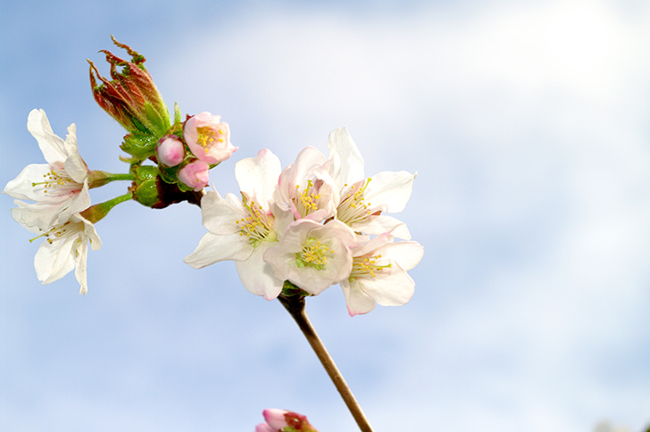 桜