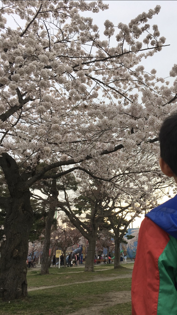 合浦公園桜２０１８