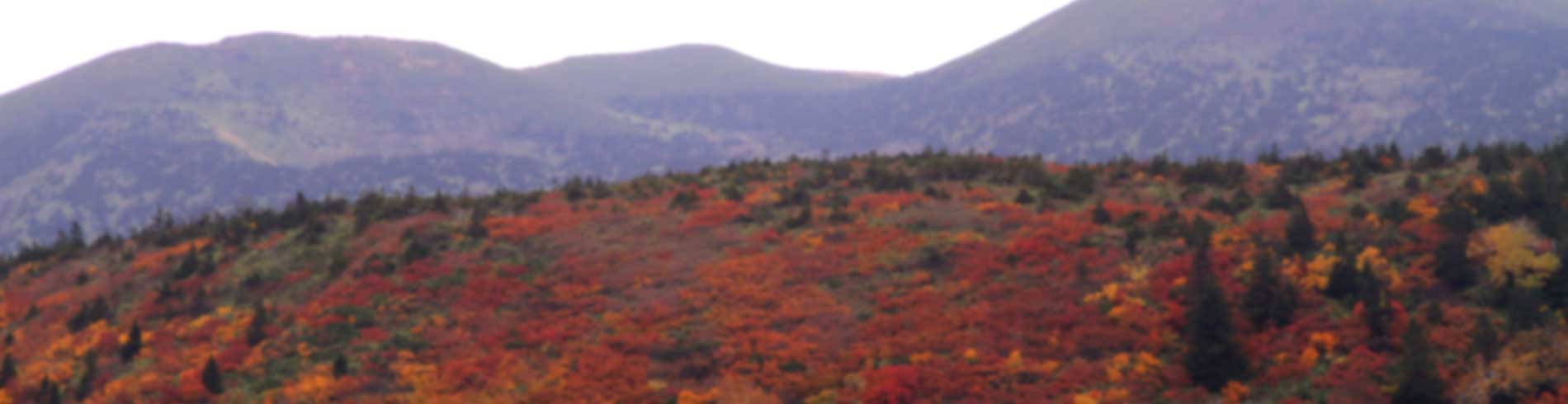 背景