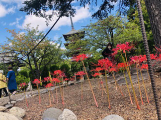 彼岸花 ハイエースガレージ 青森トヨペット